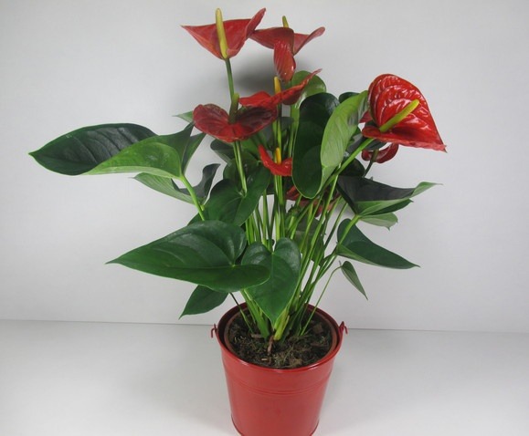 Anthurium